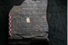 Foto (Detailansicht) von Sigillaria reniformis Brongniart (NHMW-GEO-2024-0188-11083)